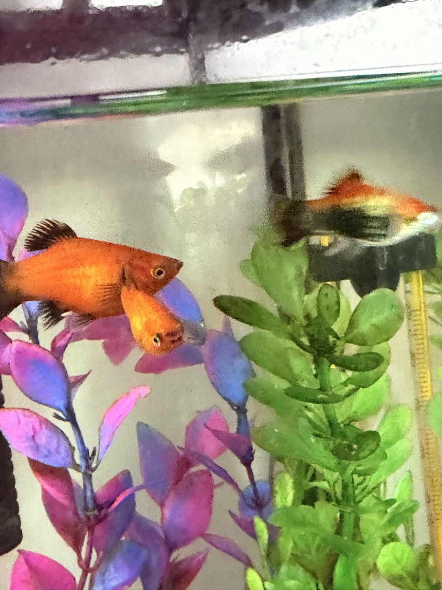 Orange platies