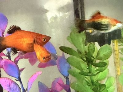 Orange platies