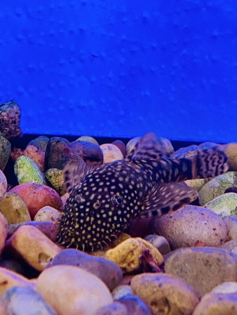 Bushynose Plecos