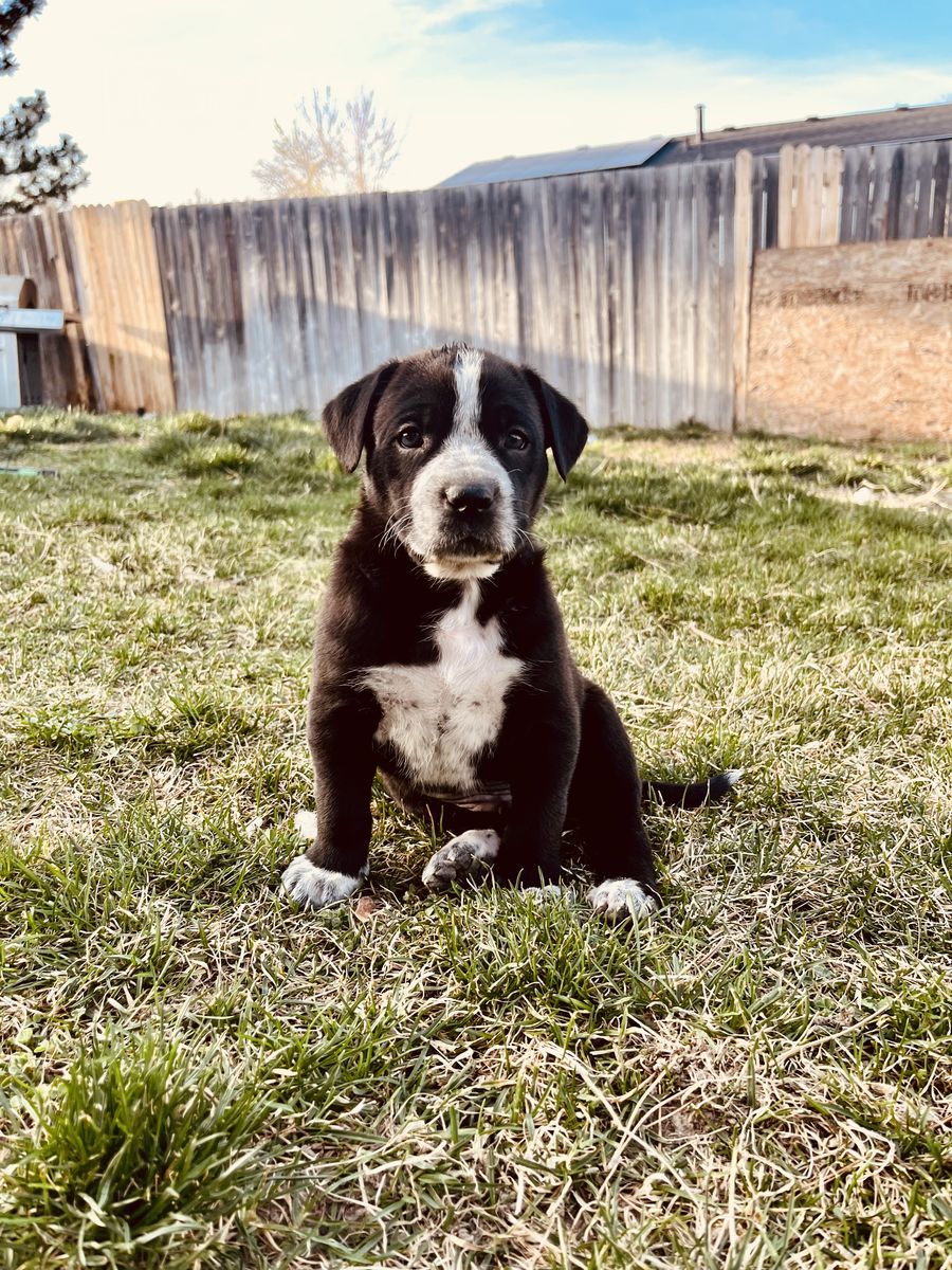 Cute Little Boys Looking For Forever Homes