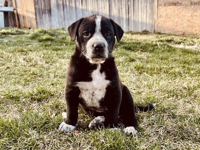 Cute Little Boys Looking For Forever Homes