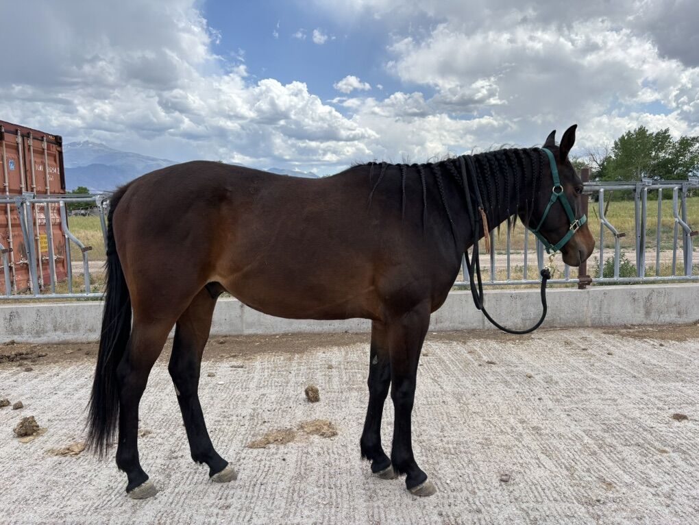 Green Broke 3 Year Old gelding