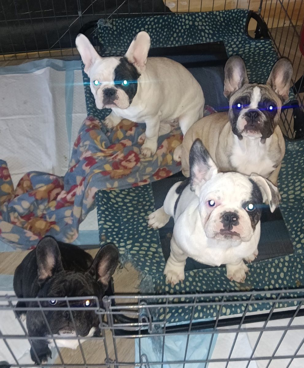 French Bulldogs