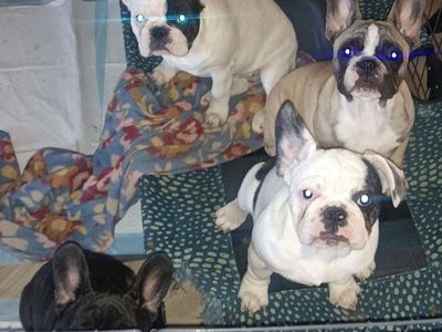 French Bulldogs