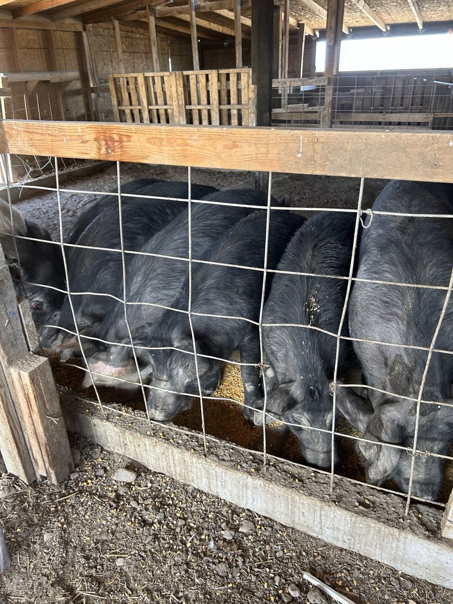 Pigs