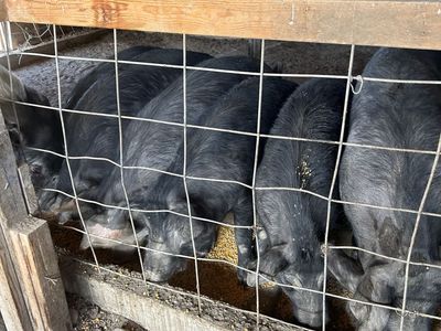 Pigs