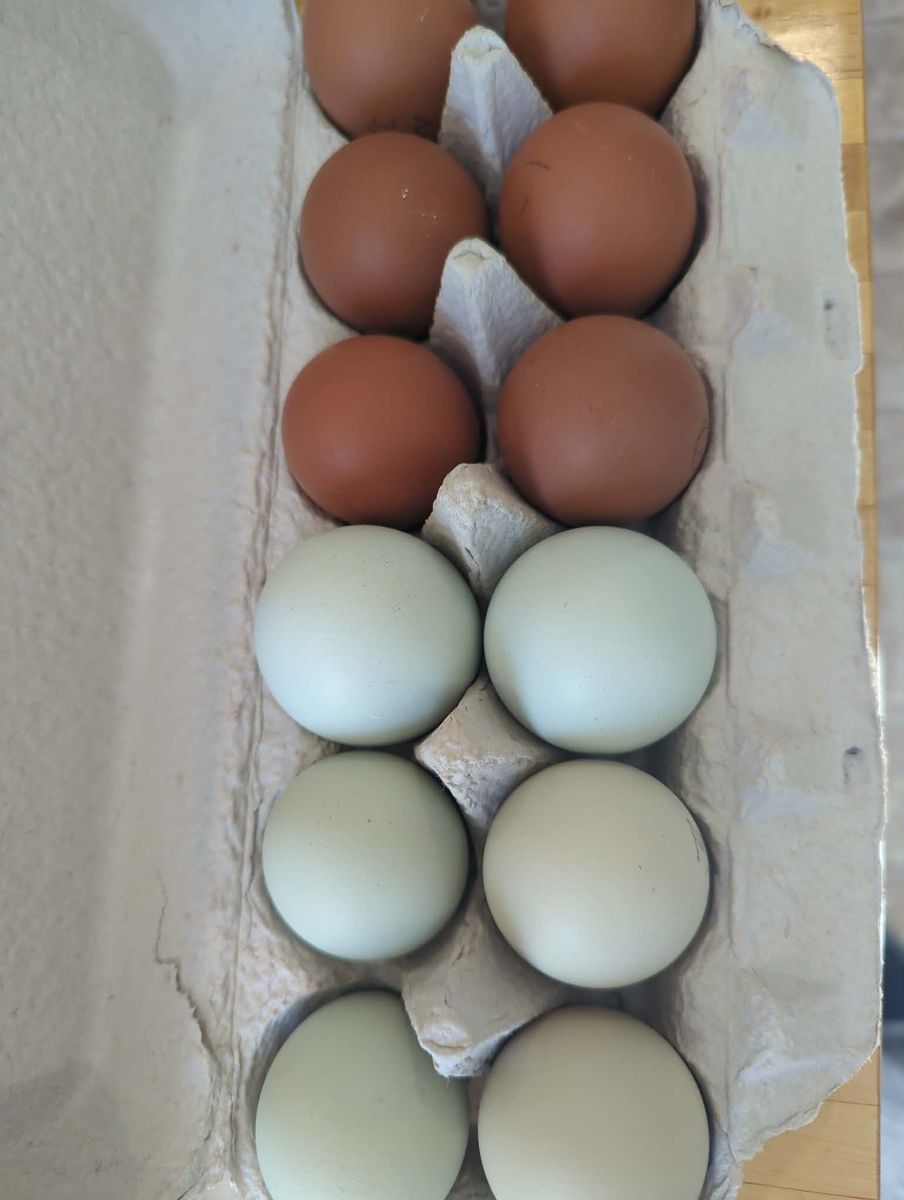 Hatching Eggs, Fibro Easter Egger, Fibro Black Copper Maran