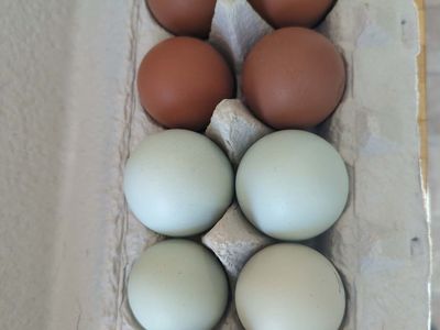 Hatching Eggs, Fibro Easter Egger, Fibro Black Copper Maran