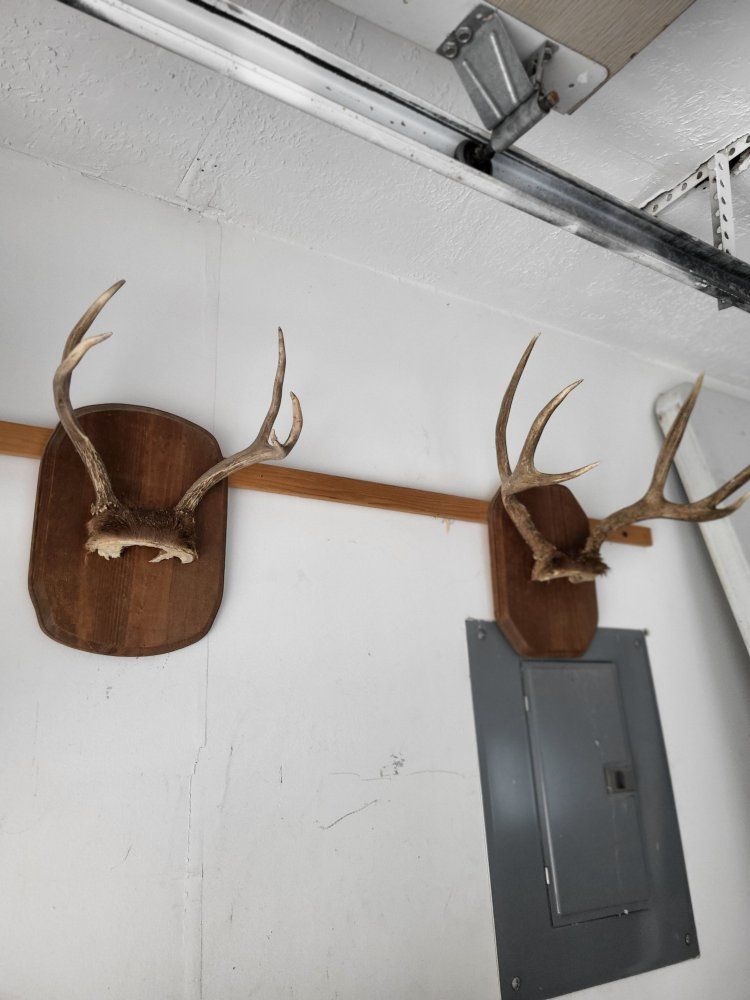 deer horns