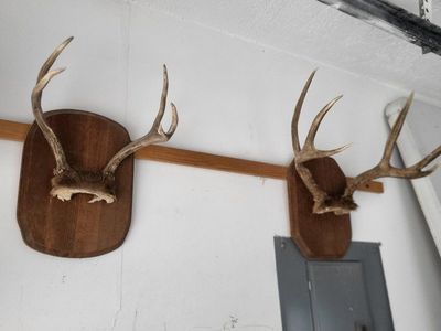 deer horns
