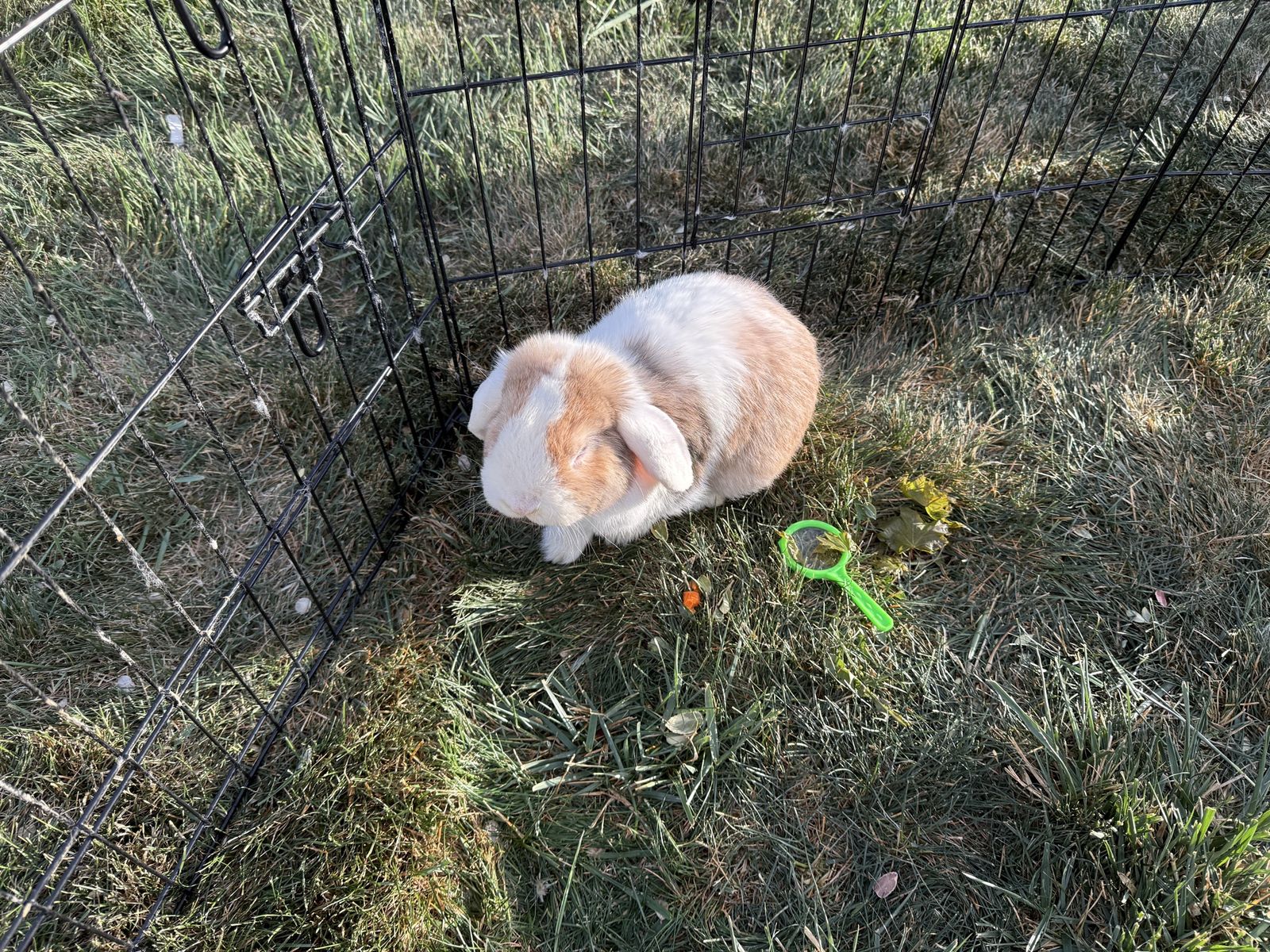 2 Friendly Bunnies + Large Hutch, Run & Supplies – Complete Setup