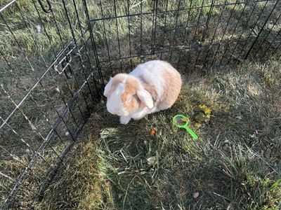 2 Friendly Bunnies + Large Hutch, Run & Supplies – Complete Setup