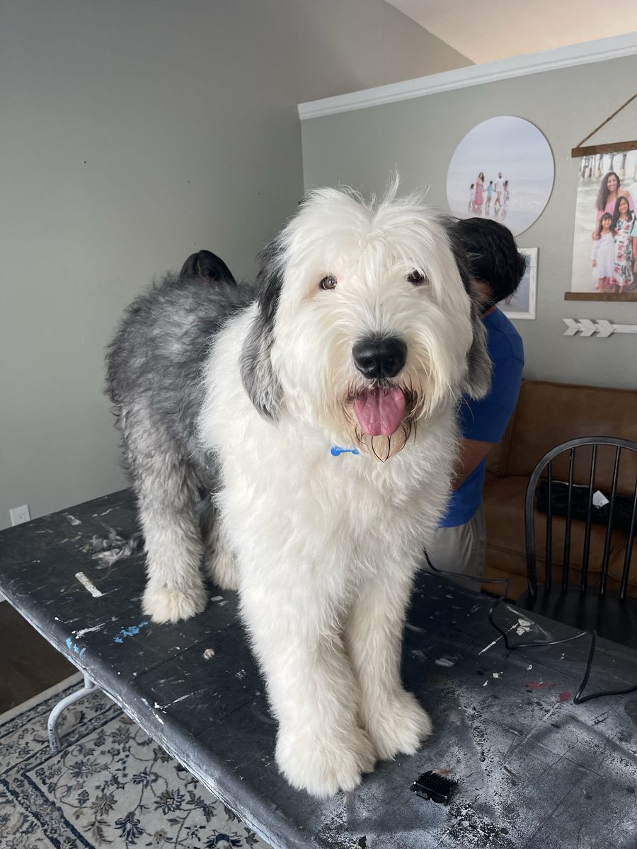 Old English Sheepdog Stud Service - Friendly, Non-Shedding Male
