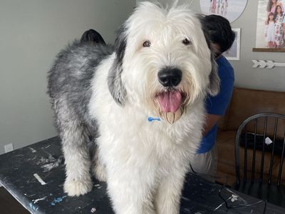 Old English Sheepdog Stud Service - Friendly, Non-Shedding Male