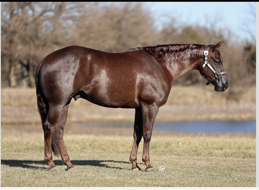 4 Year Old Chestnut Gelding Horse