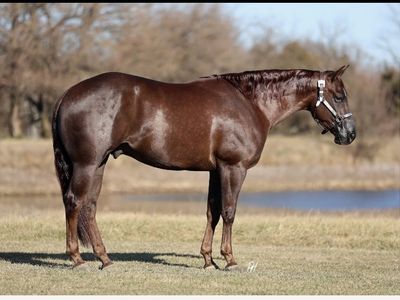 4 Year Old Chestnut Gelding Horse