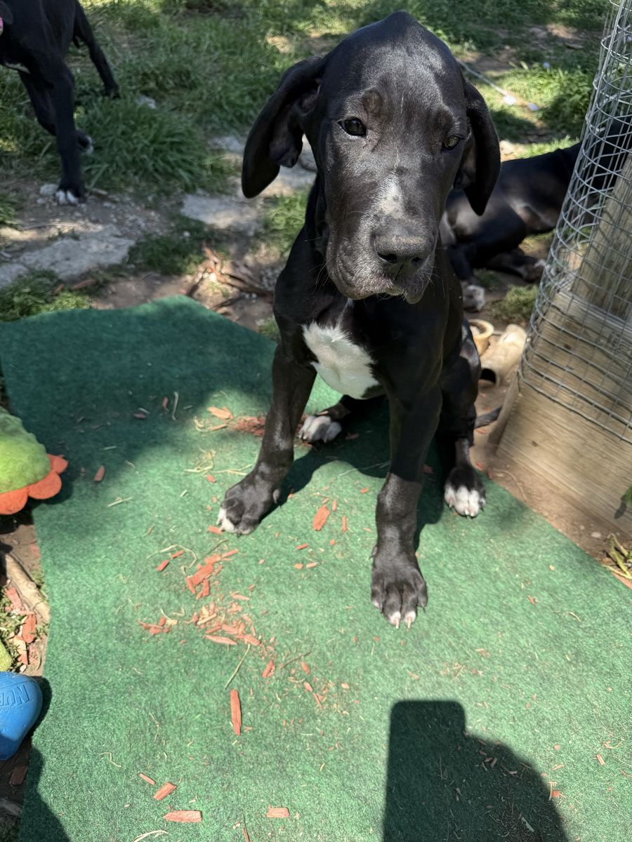 Great Dane pups