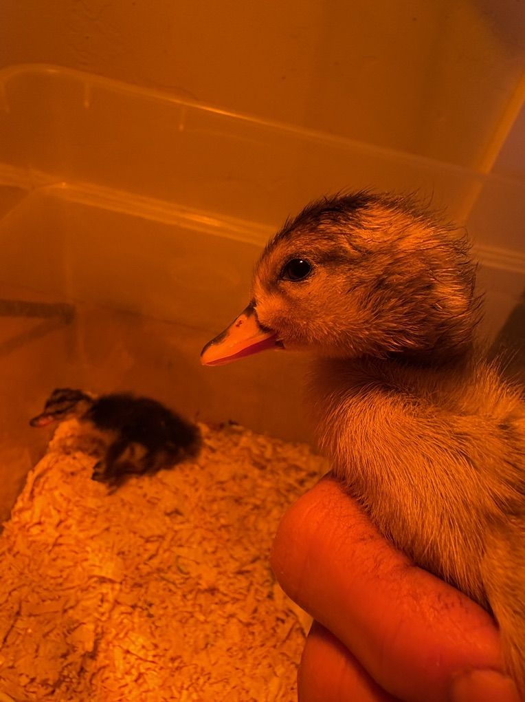 Newly Hatched baby Ducklings