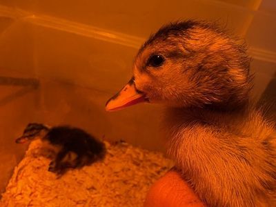 Newly Hatched baby Ducklings