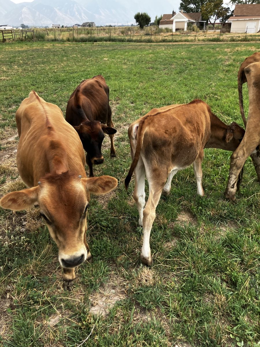 Jersey cross calf’s/calves bull steer on grain bottle babies