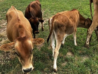 Jersey cross calf’s/calves bull steer on grain bottle babies