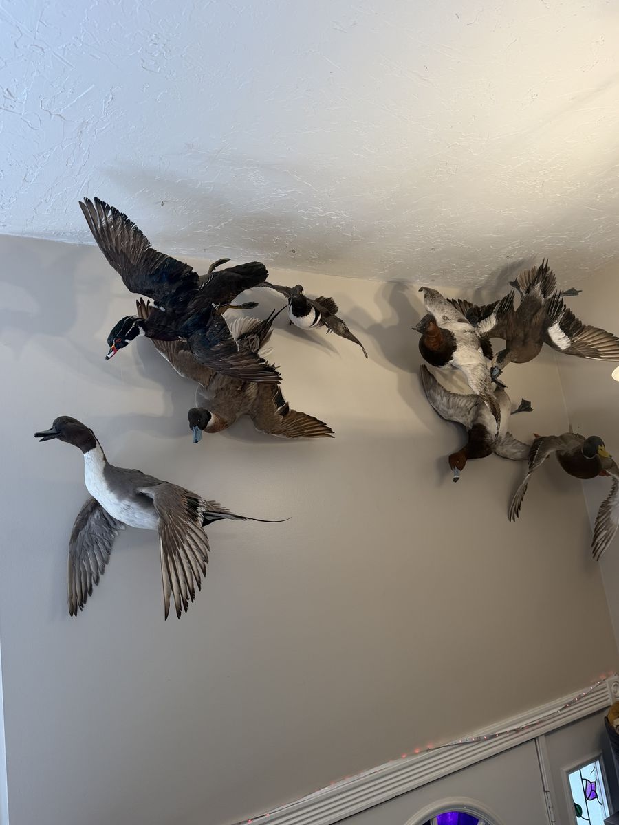 Duck Mounts For Sale