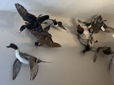 Duck Mounts For Sale