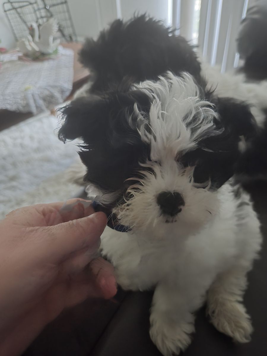 Shitzu teacup poodle mix