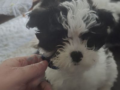Shitzu teacup poodle mix
