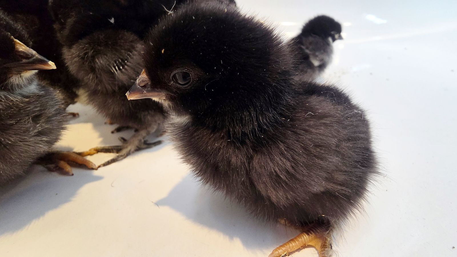 Black copper marans/ barnyard mix