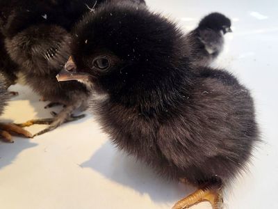 Black copper marans/ barnyard mix