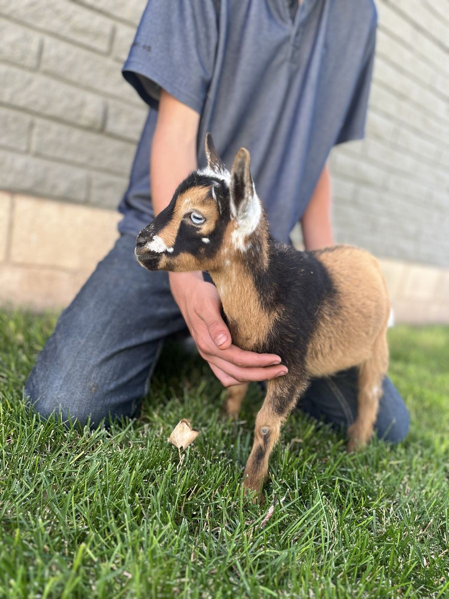 Nigerian Dwarf Doeling