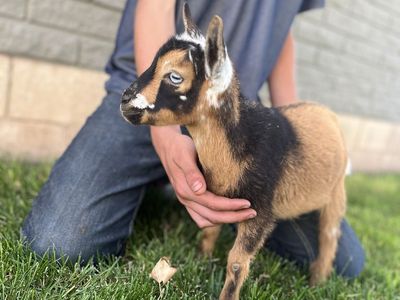Nigerian Dwarf Doeling