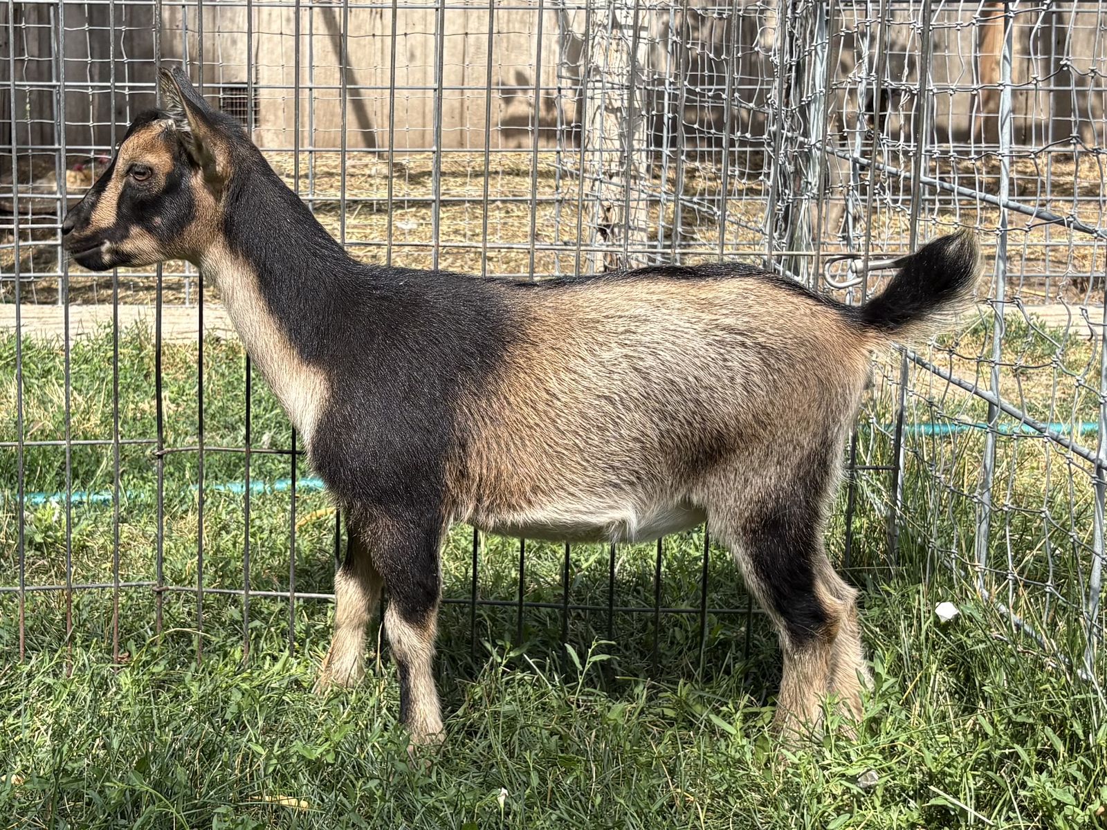 Two Nigerian Dwarf Buckskin Doelings - Half Sisters