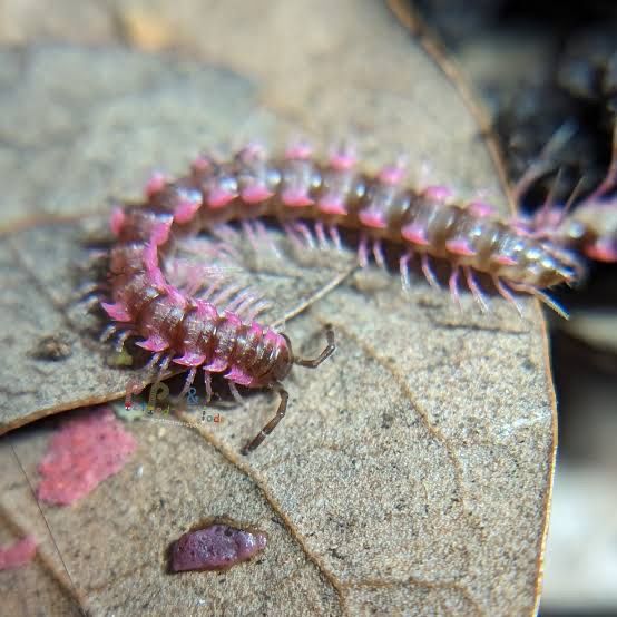 Pink Dragon Millipede