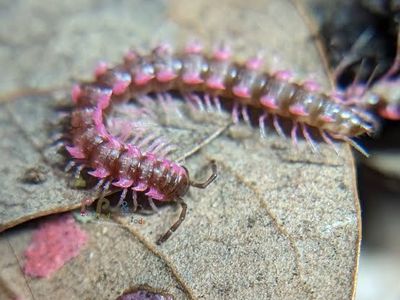 Pink Dragon Millipede