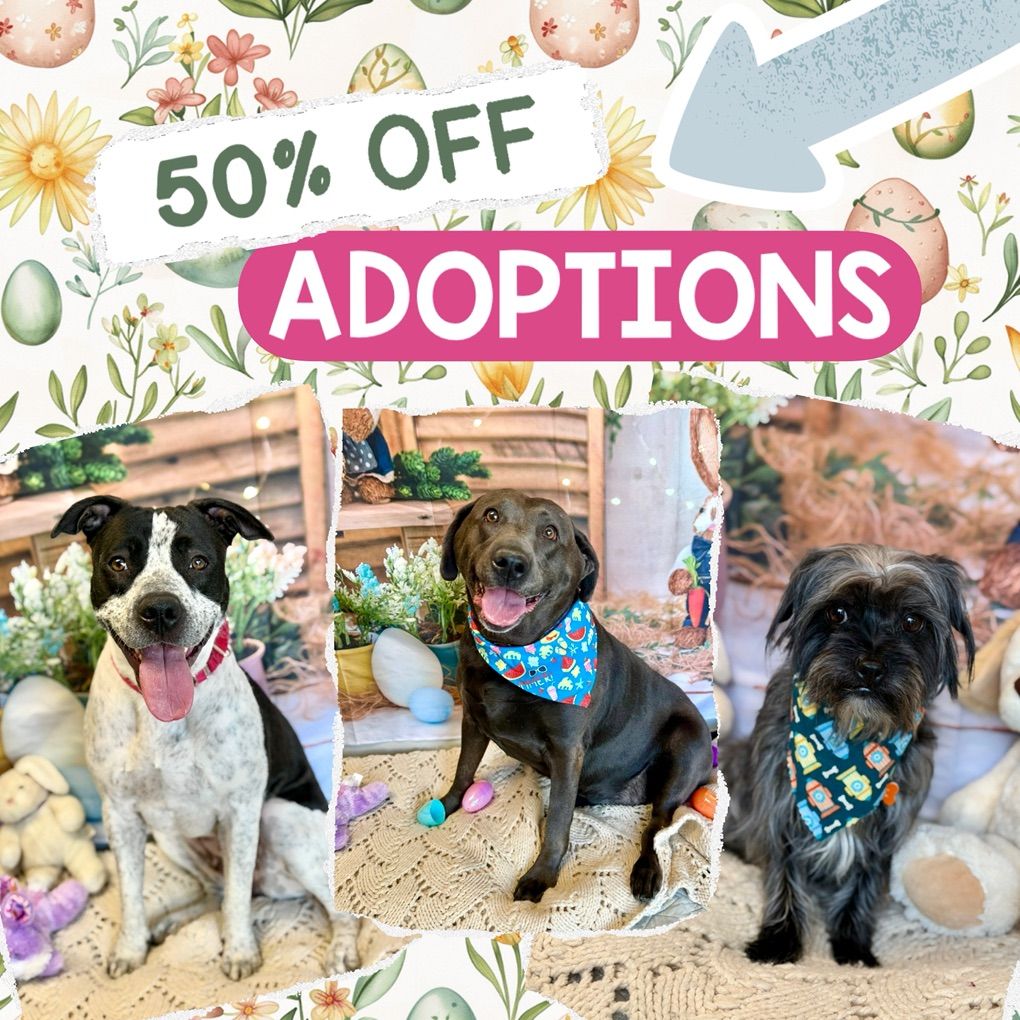 50% Off Easter Dog Adoptions
