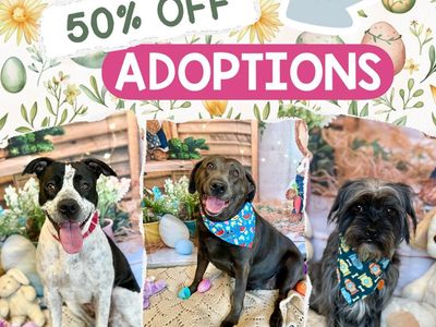 50% Off Easter Dog Adoptions
