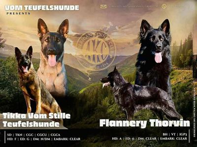 AKC German Shepherds - Upcoming Litters