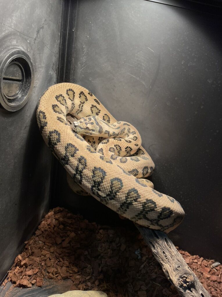 Male Jungle Carpet Python