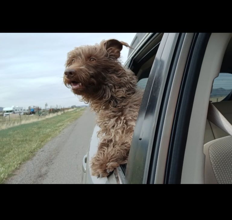 Pedro needs a new home