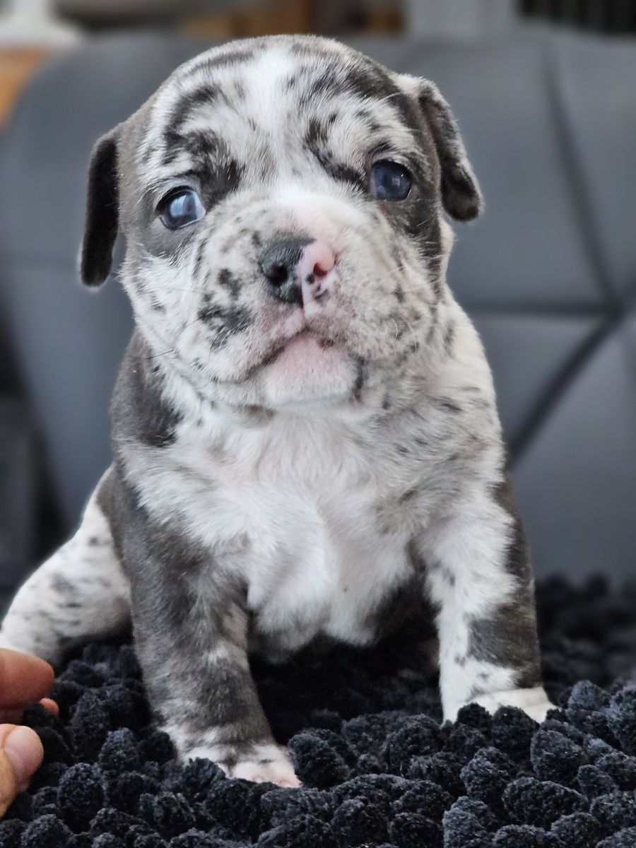 Micro bullies