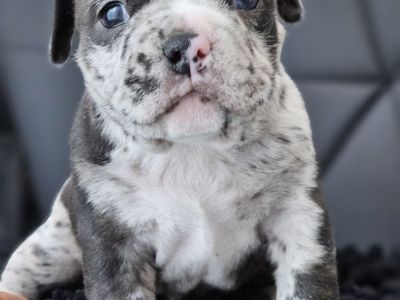 Micro bullies
