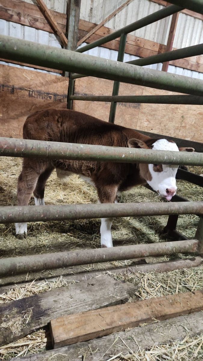 Beef Bottle Calf