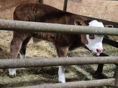 Beef Bottle Calf