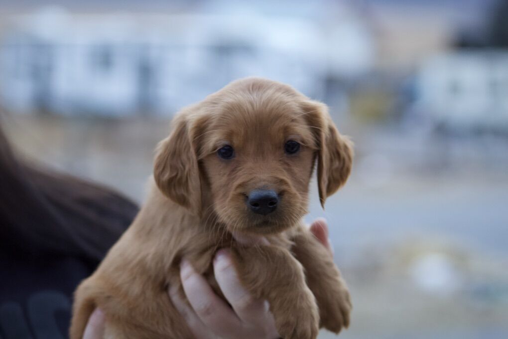 AKC Field Bred Golden Retriever