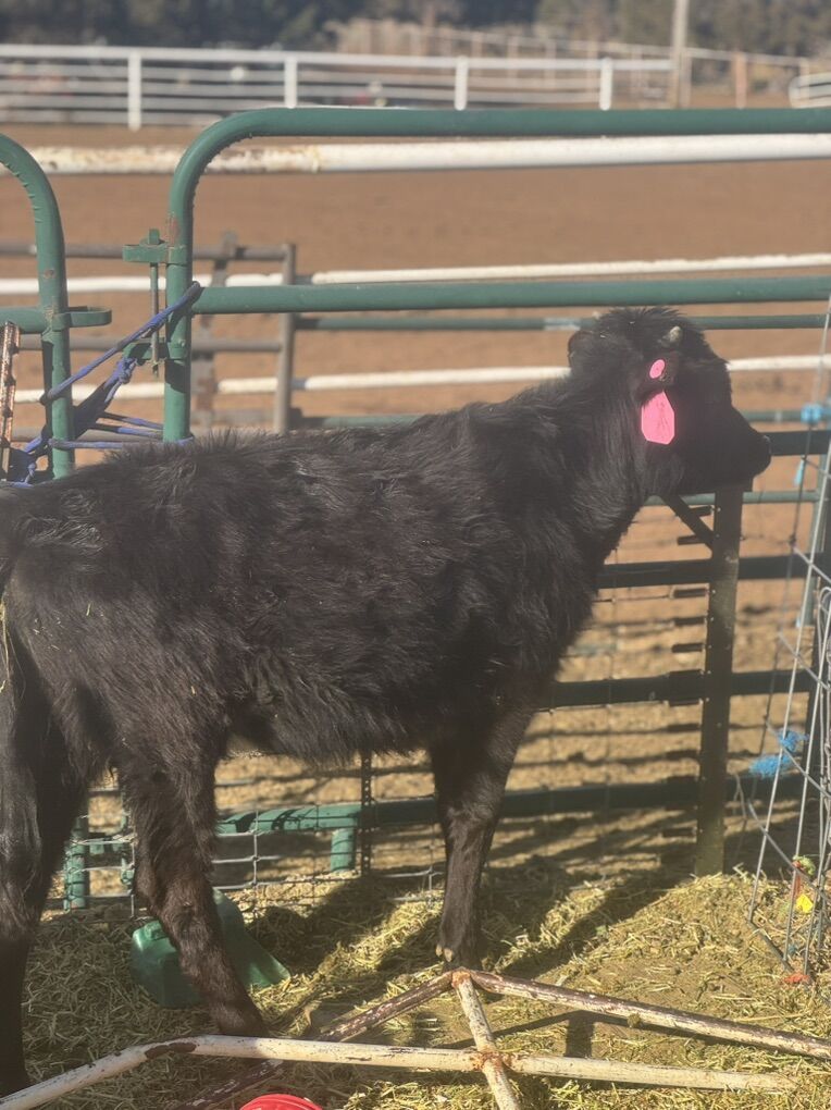 Corriente Heifer Calf