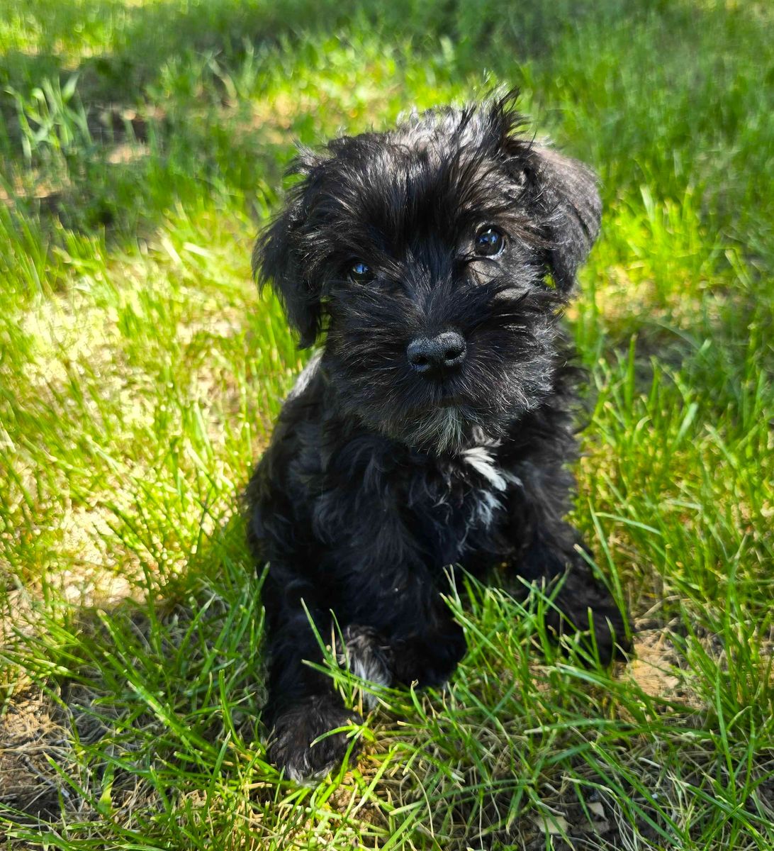 Purebred Miniature Schnauzer Puppies available now.