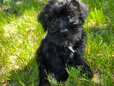 Purebred Miniature Schnauzer Puppies available now.