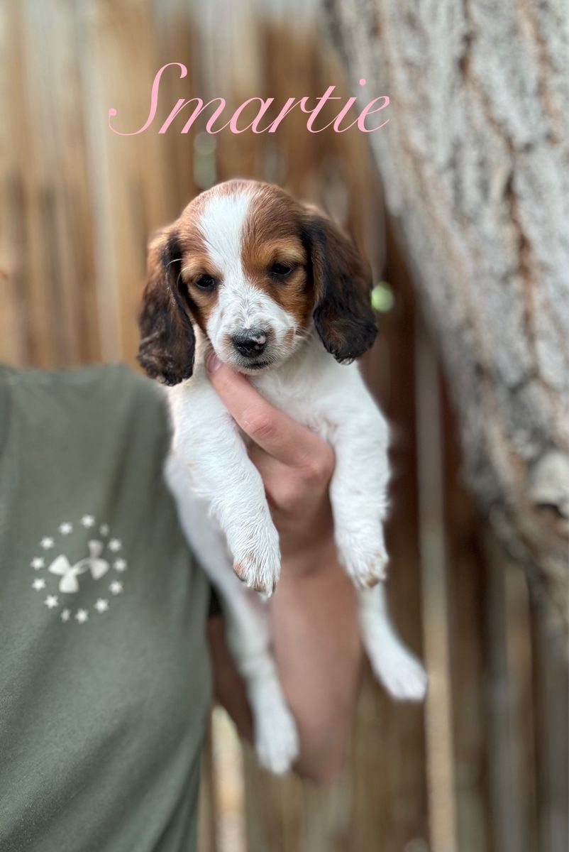 Miniature dachshund puppies